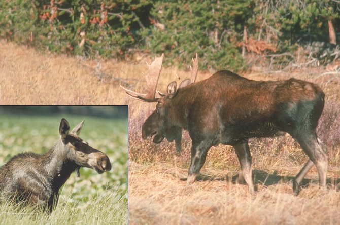 moose 