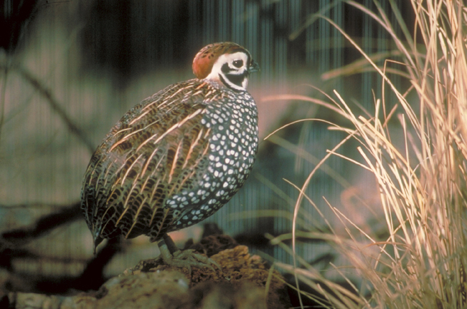 Montezuma Quail