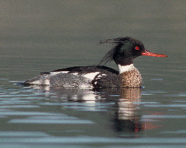 Red Breasted Merganser
