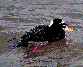 Surf Scoter