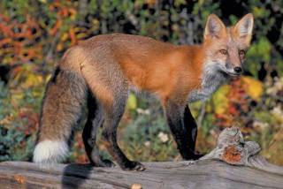 red fox