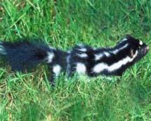 spotted skunk