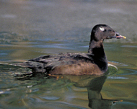 White Winger Scoter