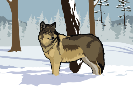 Wolf Wolf