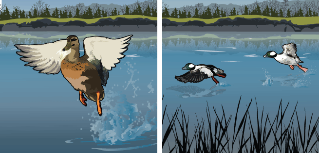 Puddle Duck Puddle Duck