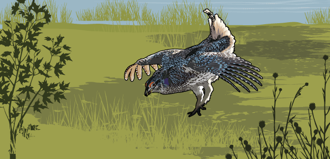 SharpTailedGrouse